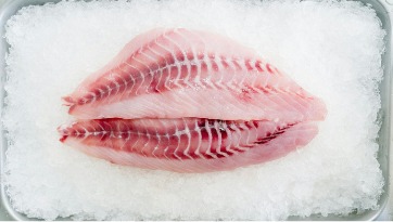 Filete de tilapia sobre hielo