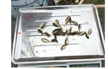 Alevines de tilapia recién pesados