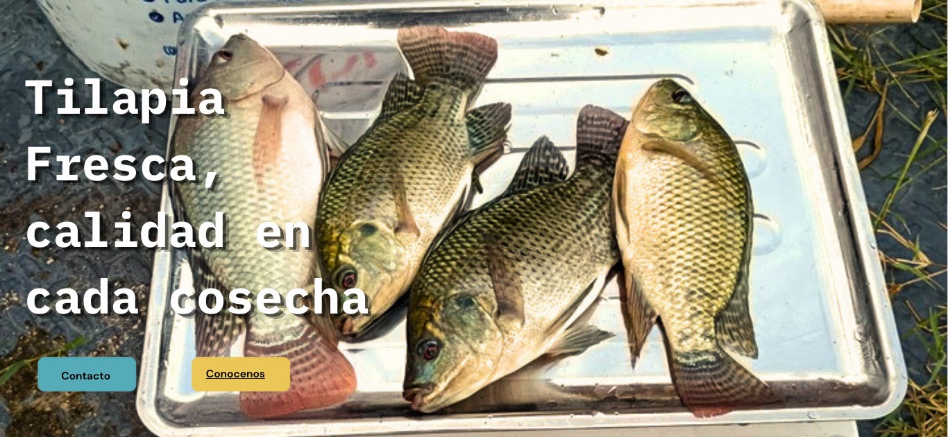 Tilapia fresca en charola: calidad en cada cosecha