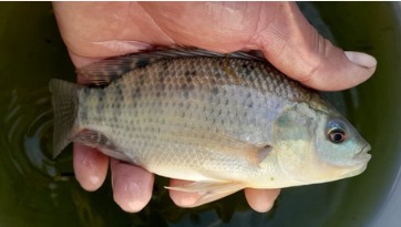 Tilapia entera fresca