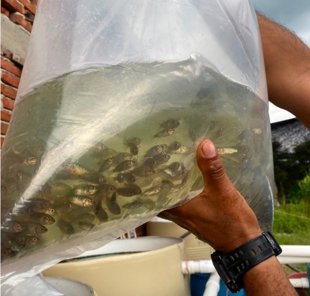 Alevines de tilapia en bolsa para transporte
